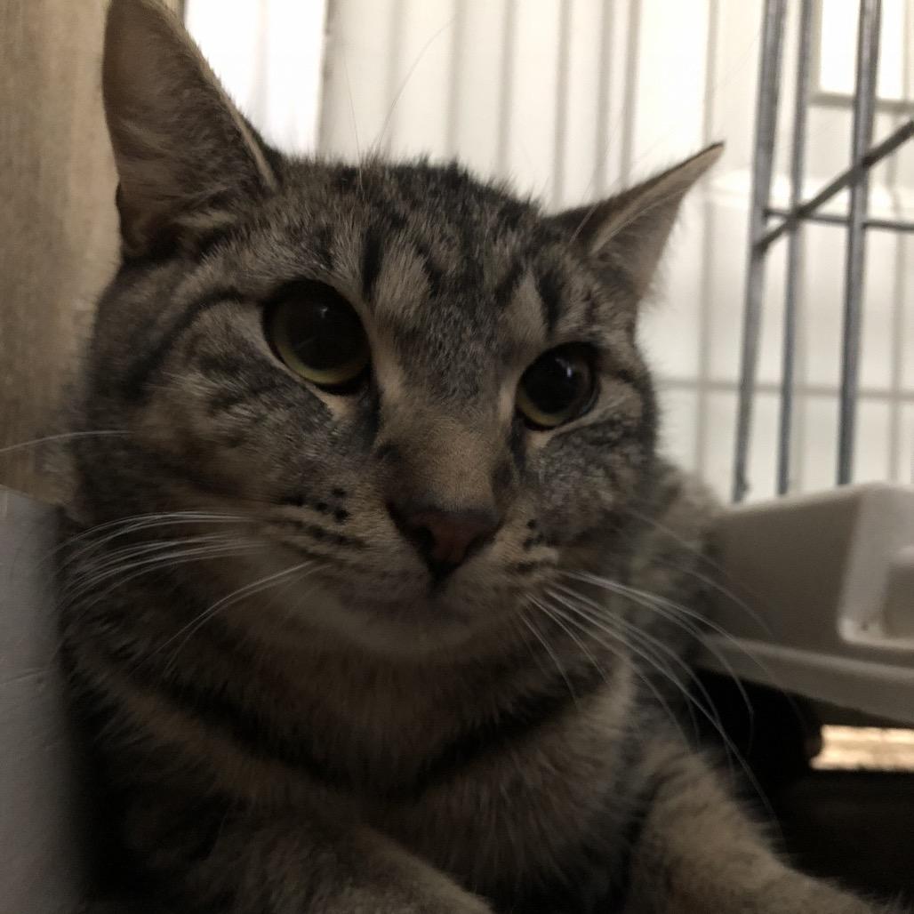 Enlarge Sangria, a Adoptable Domestic Short Hair in Marion, IL image 3/3