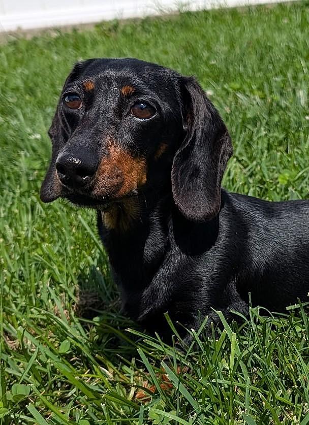 Malorie in FL, ADOPTABLE, Adult Female Dachshund.