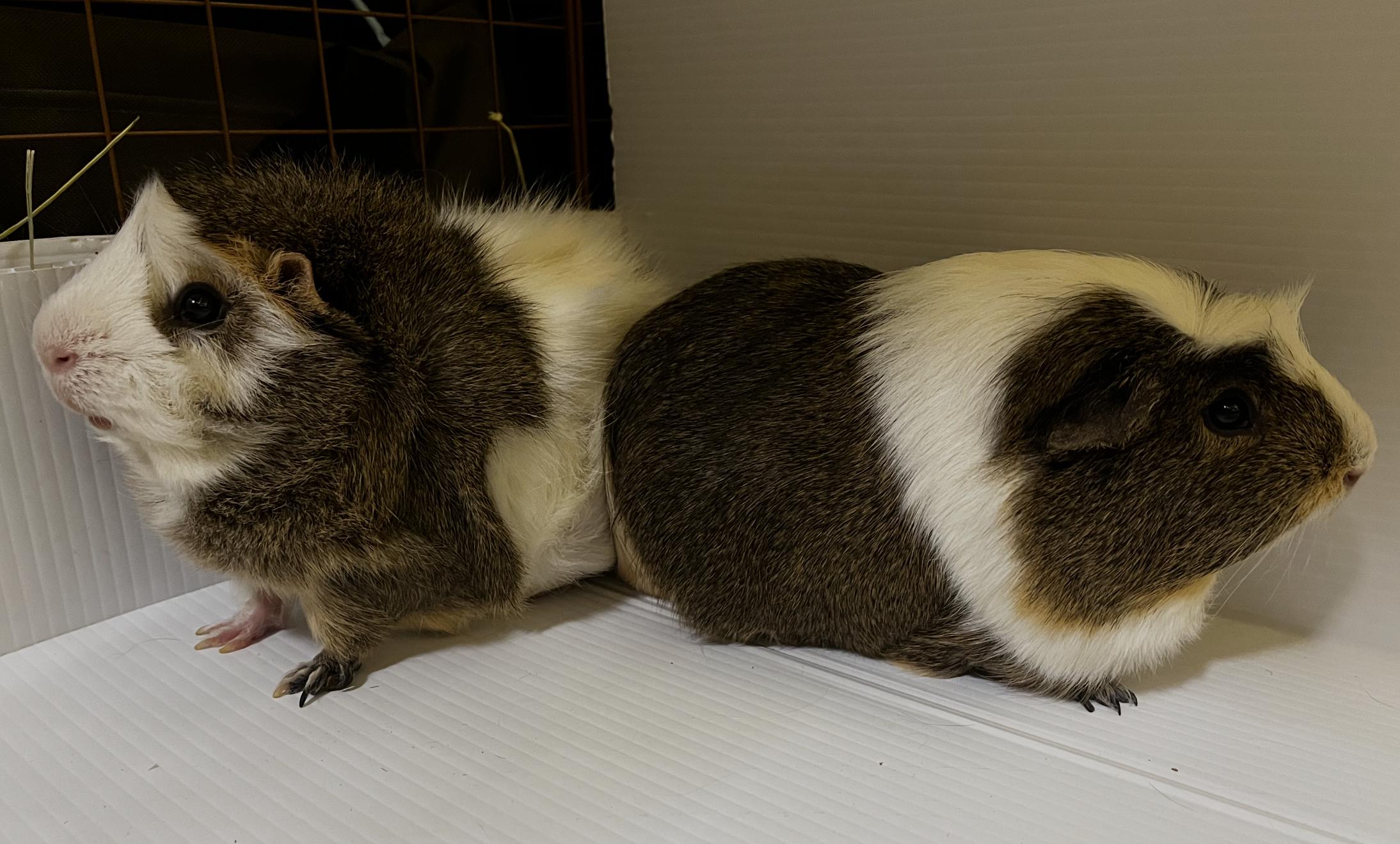 Enlarge Yugi & Kaiba BONDED, a ADOPTABLE mixed breed in Minneapolis, MN image 2/4