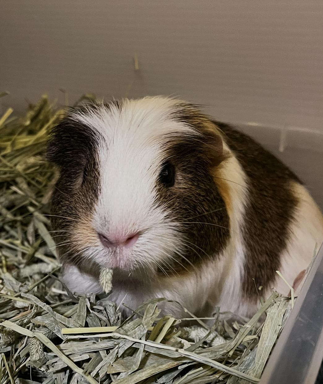 Enlarge Yugi & Kaiba BONDED, a ADOPTABLE mixed breed in Minneapolis, MN image 1/4