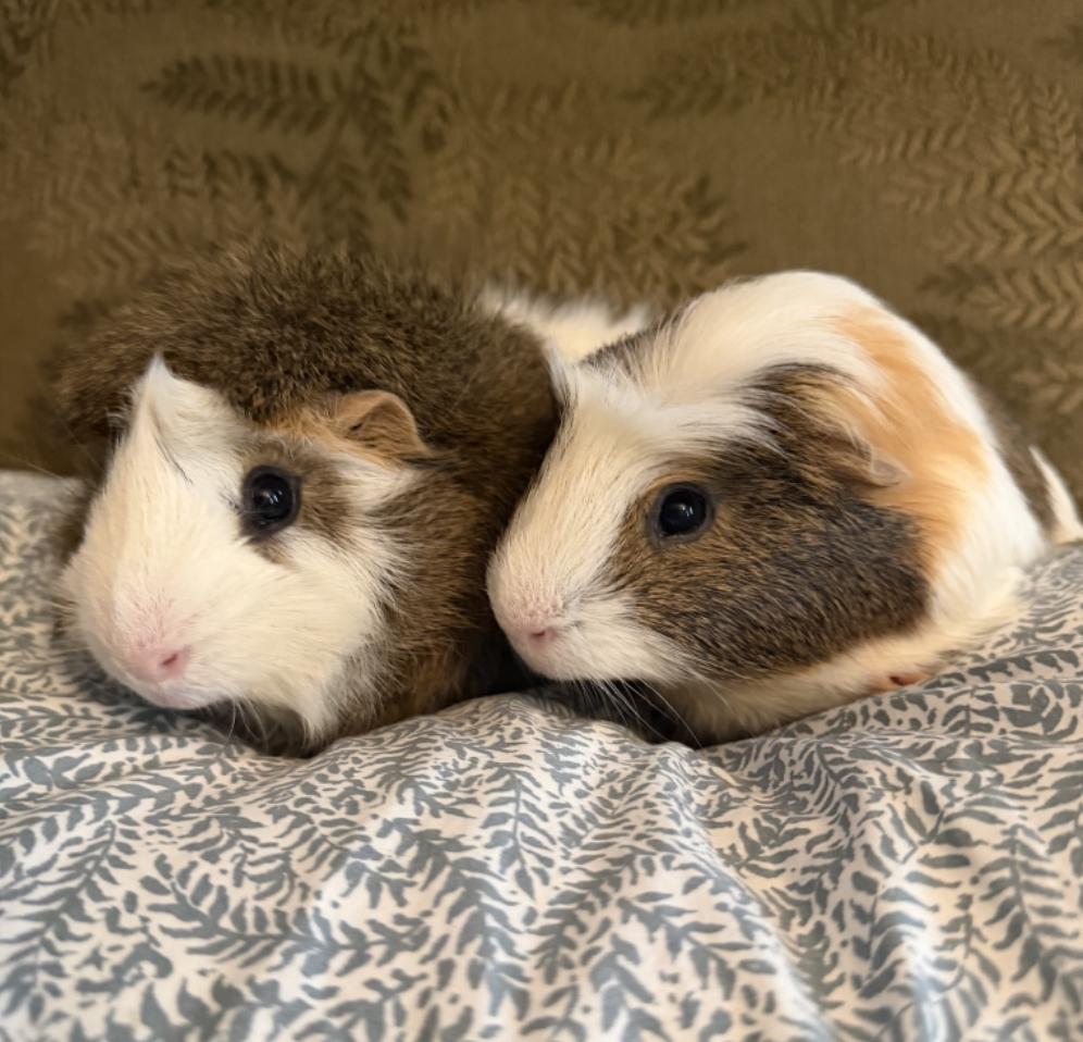 Yugi & Kaiba BONDED, adoptable, Adult Male Guinea Pig & Abyssinian.