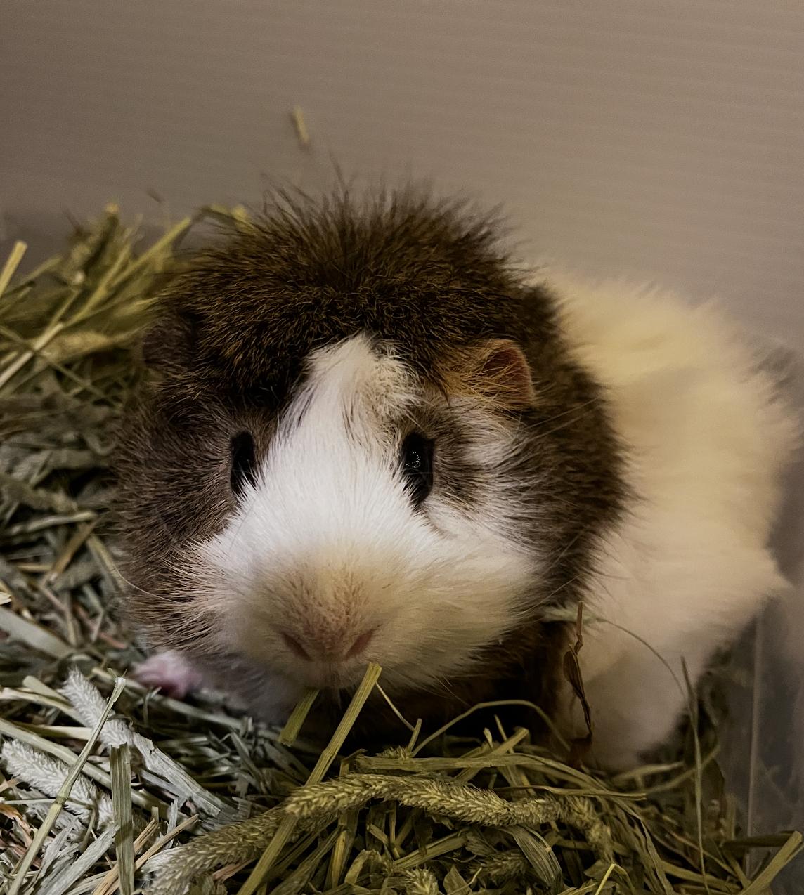 Enlarge Yugi & Kaiba BONDED, a ADOPTABLE mixed breed in Minneapolis, MN image 4/4