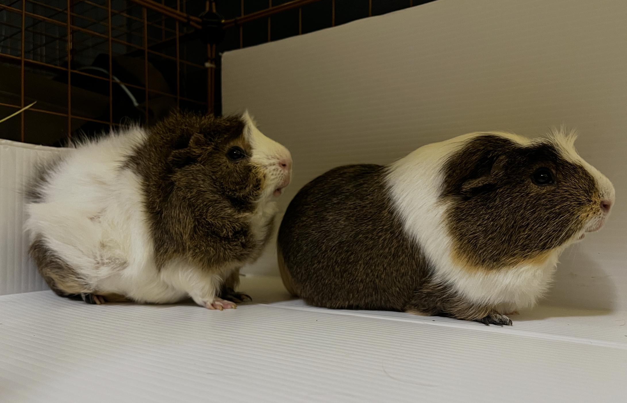 Enlarge Yugi & Kaiba BONDED, a ADOPTABLE mixed breed in Minneapolis, MN image 3/4