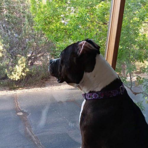 Gemma, a Adoptable mixed breed in Grand Junction, CO image 1/5