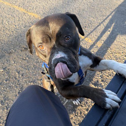 Gemma, a Adoptable mixed breed in Grand Junction, CO image 2/5