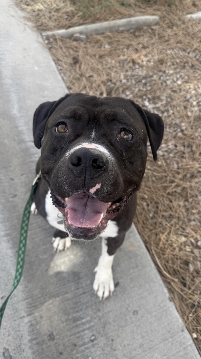 Enlarge Gemma, a Adoptable mixed breed in Grand Junction, CO image 3/6