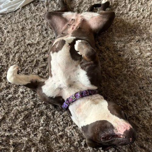 Gemma, a Adoptable mixed breed in Grand Junction, CO image 4/5