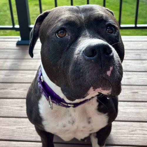 Gemma, a Adoptable mixed breed in Grand Junction, CO image 5/5