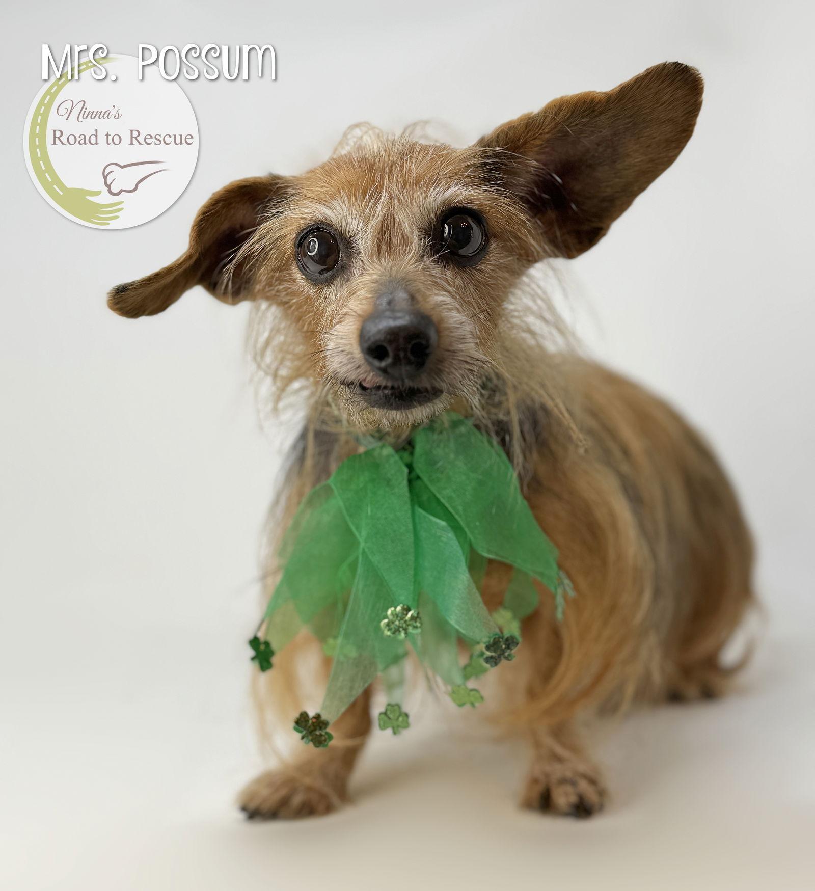 Mrs. Possum, Adopted, Senior Female Dachshund & Chihuahua.