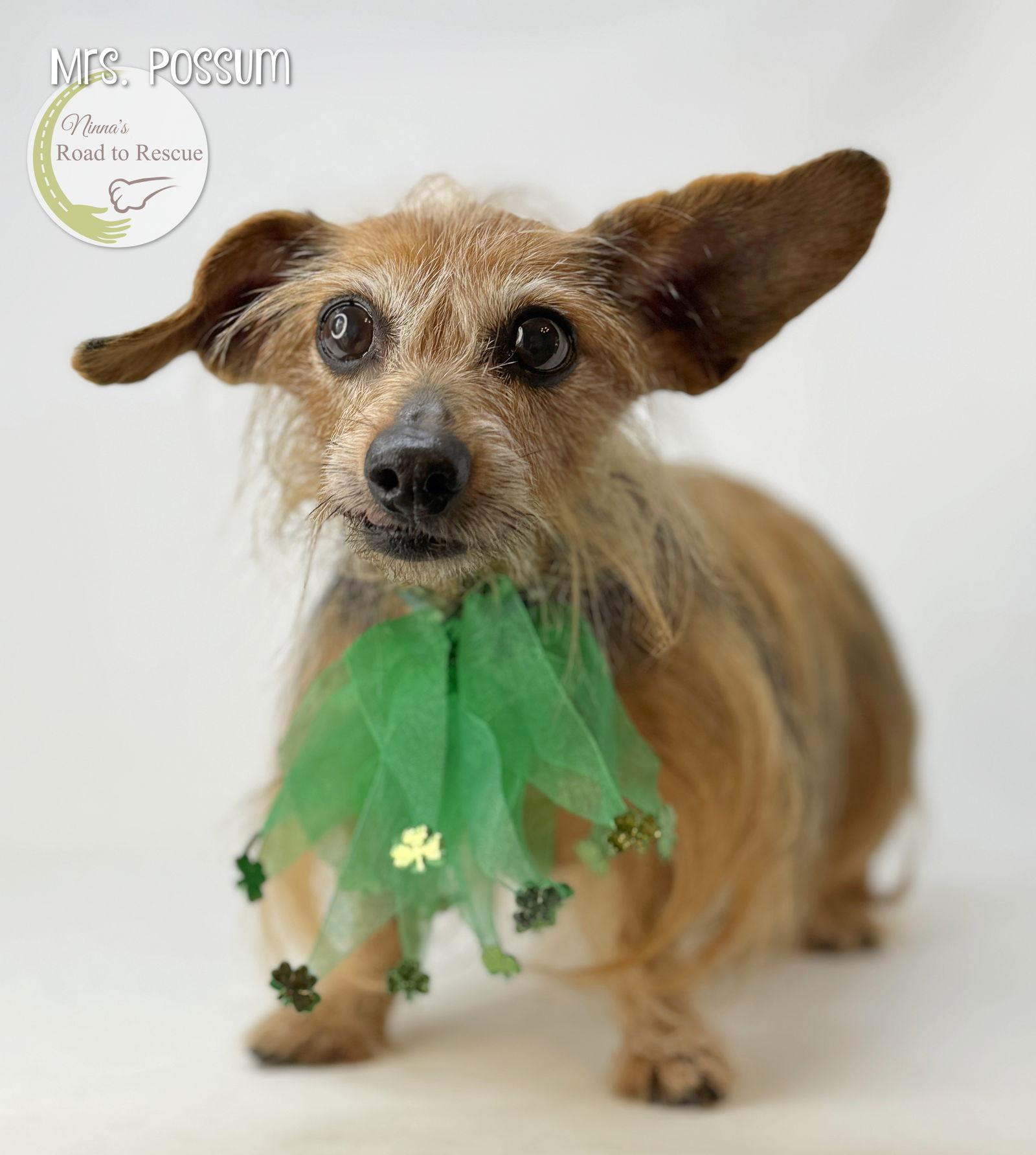 Enlarge Mrs. Possum, a Adopted mixed breed in Benton, LA image 2/2