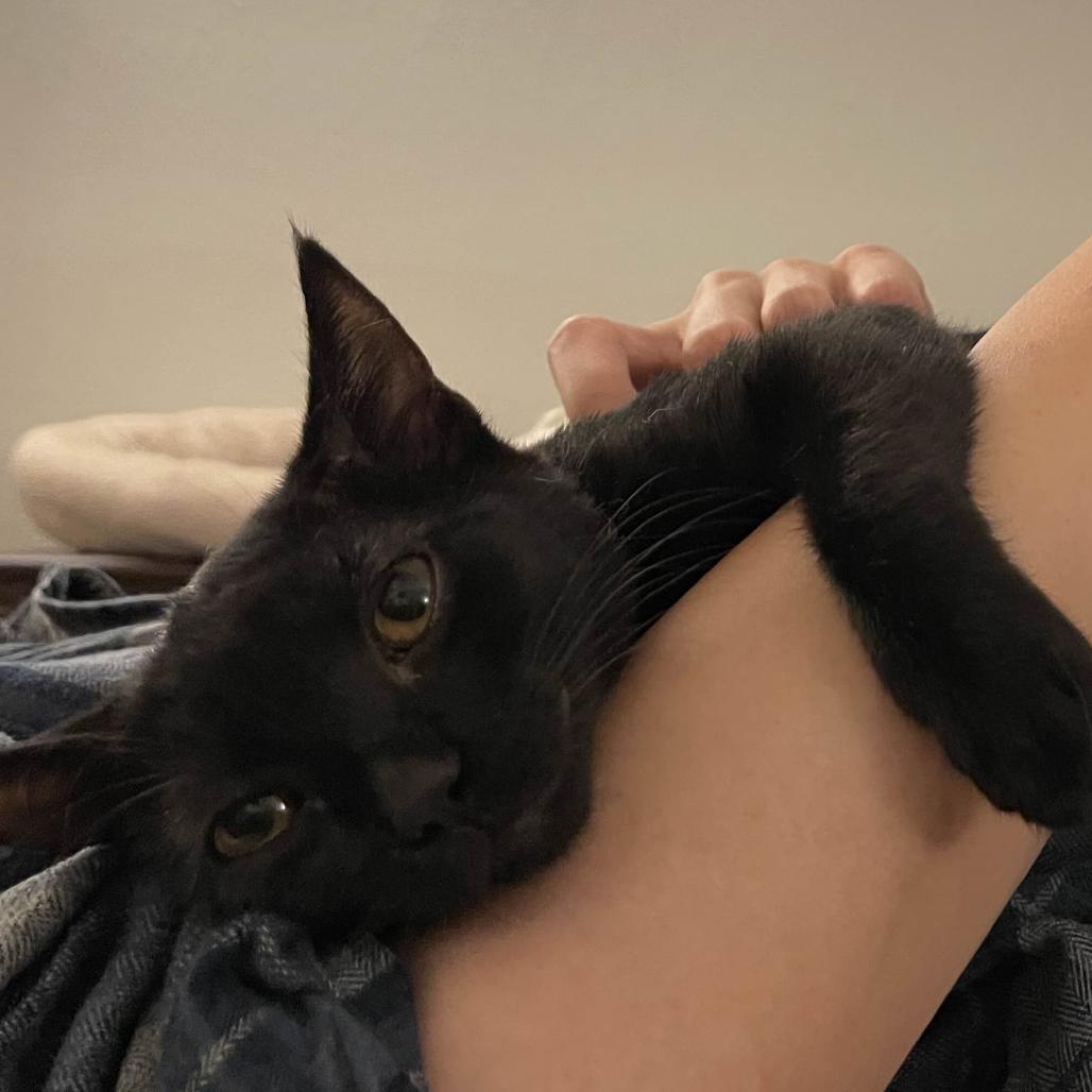 Kanaya, a Adoptable Domestic Short Hair in Los Angeles, CA image 1/5