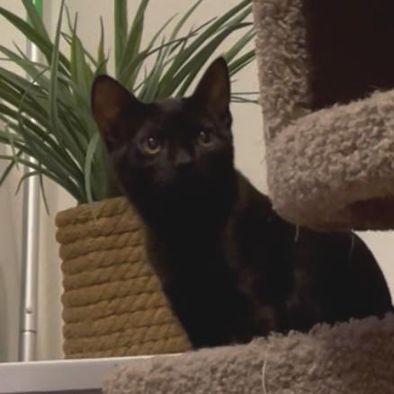 Kanaya, a Adoptable Domestic Short Hair in Los Angeles, CA image 2/5