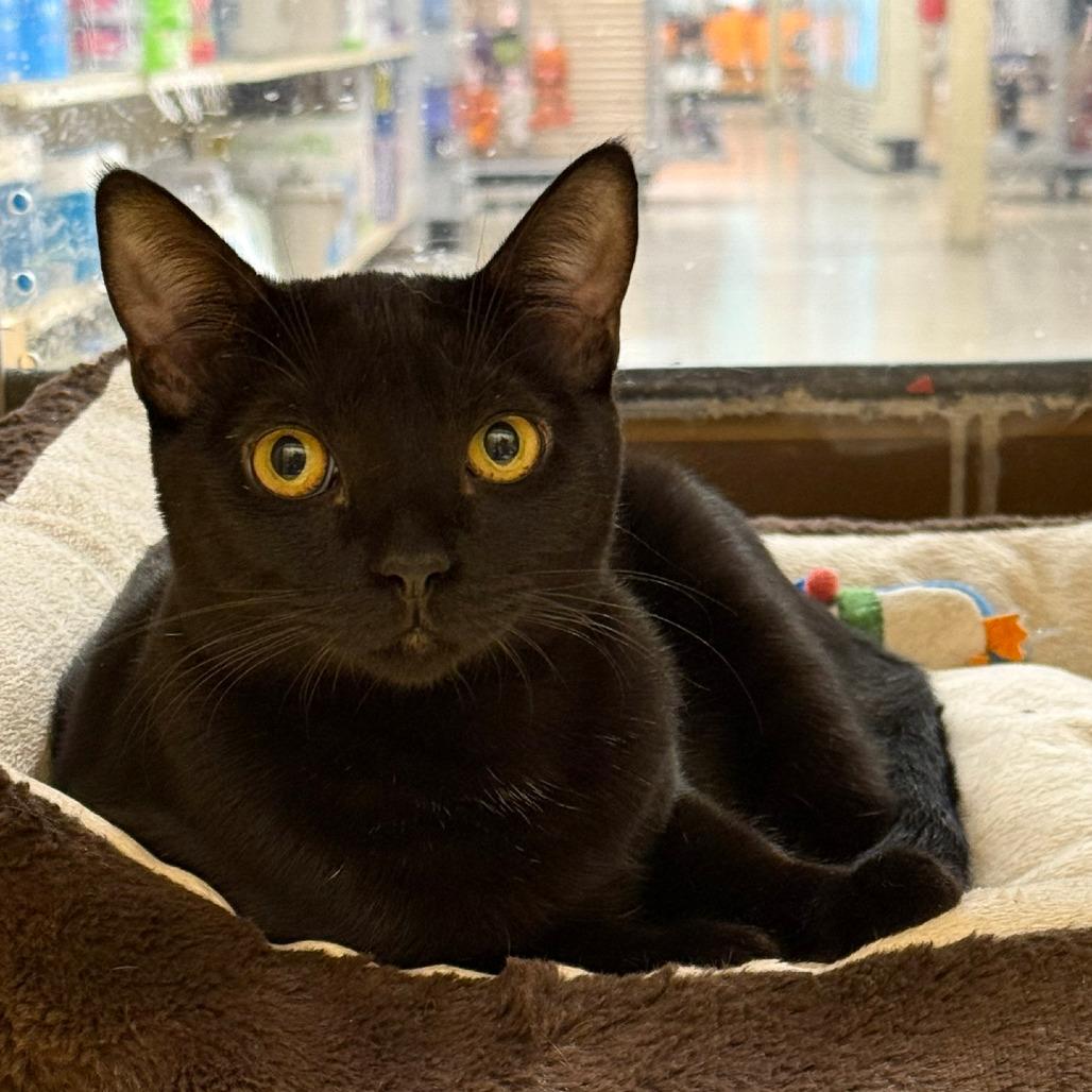 Kanaya, a Adoptable Domestic Short Hair in Los Angeles, CA image 3/5