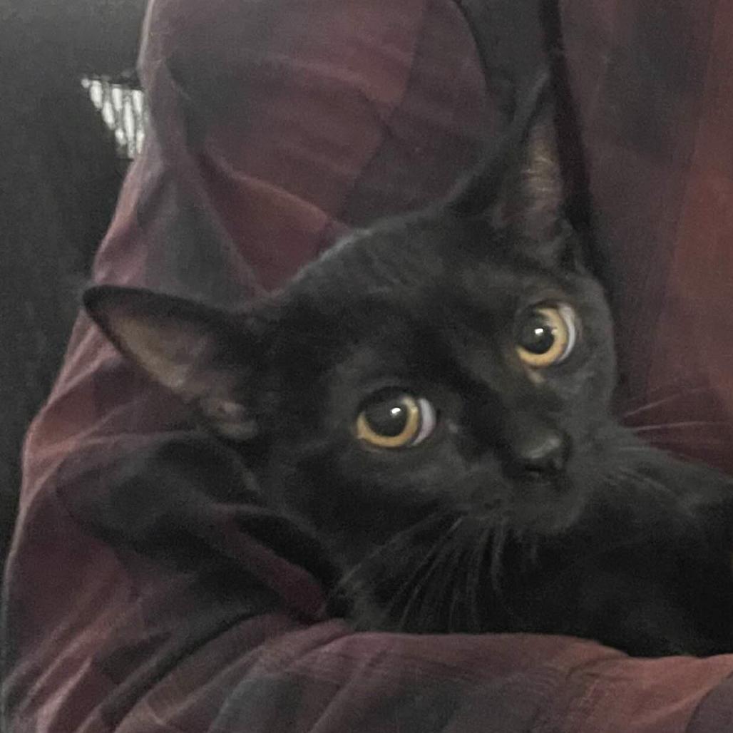 Kanaya, a Adoptable Domestic Short Hair in Los Angeles, CA image 5/5