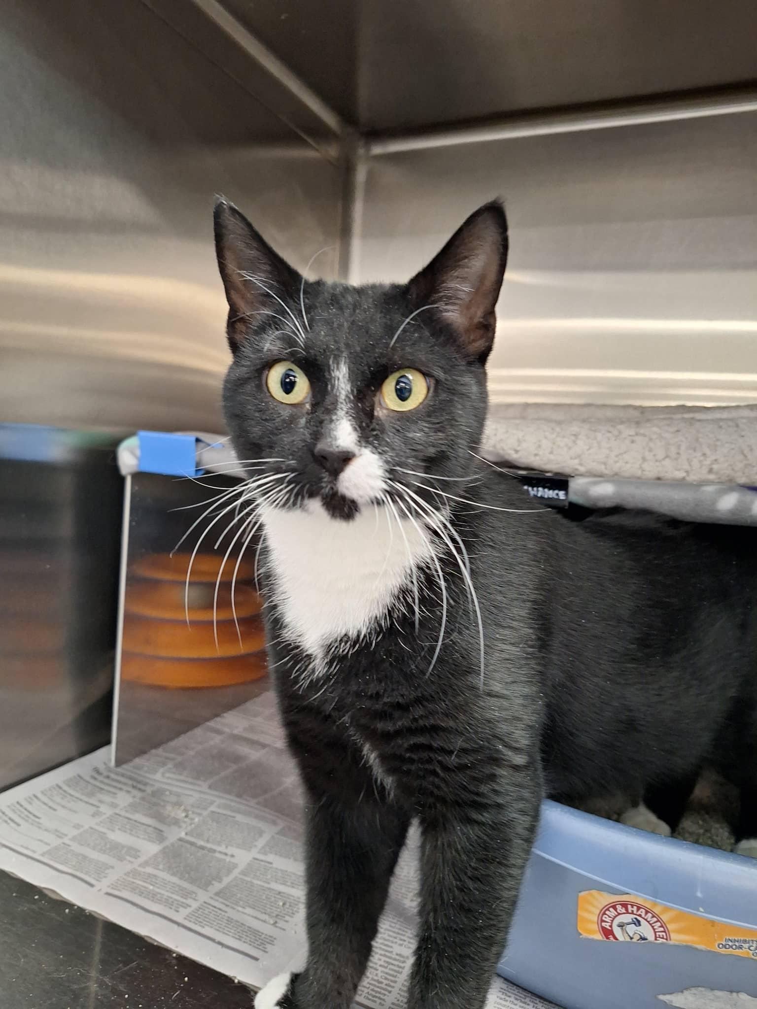 Addie, Adoptable, Young Female Domestic Short Hair.