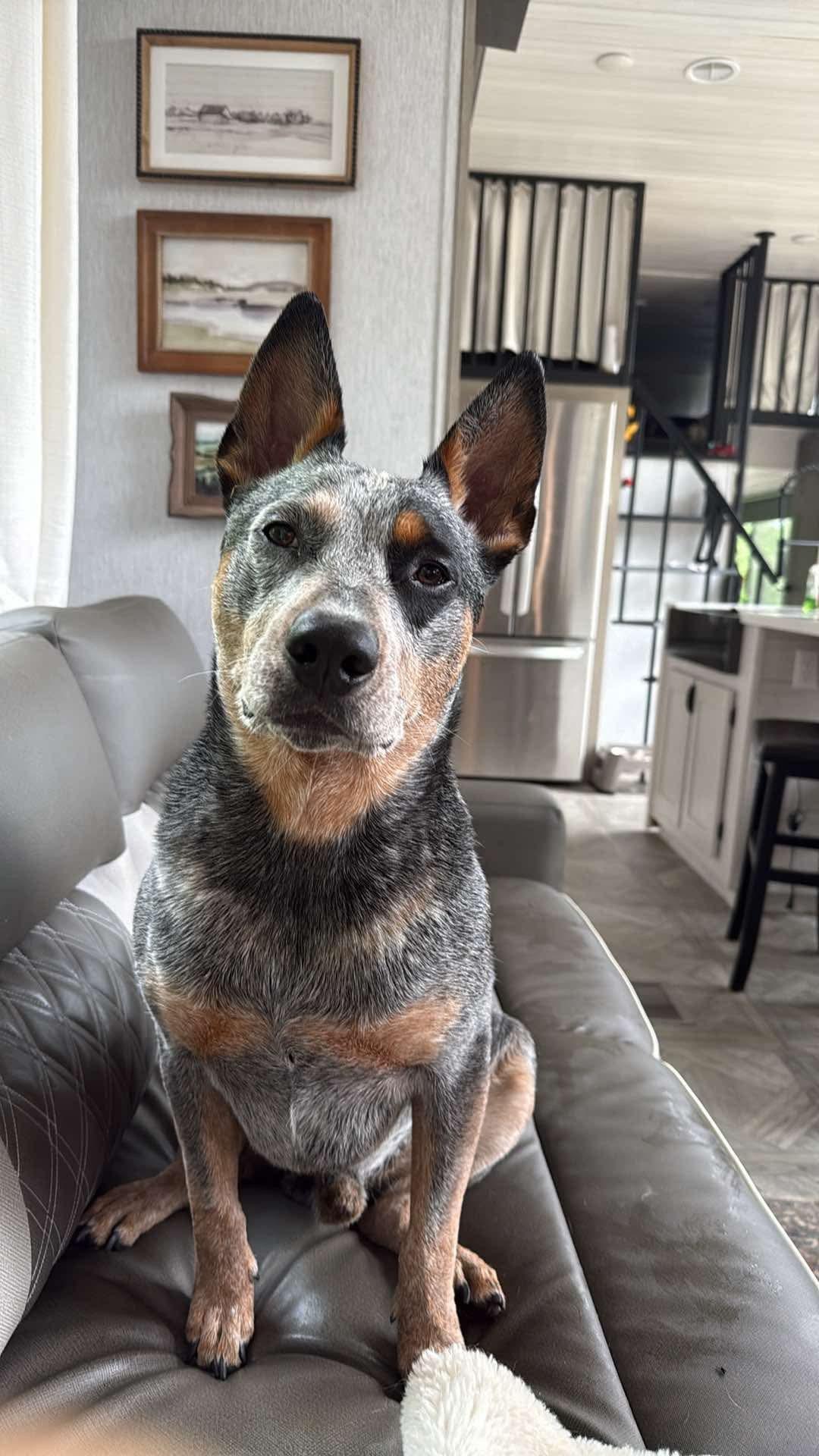 Toby, Adult Male Australian Cattle Dog / Blue Heeler