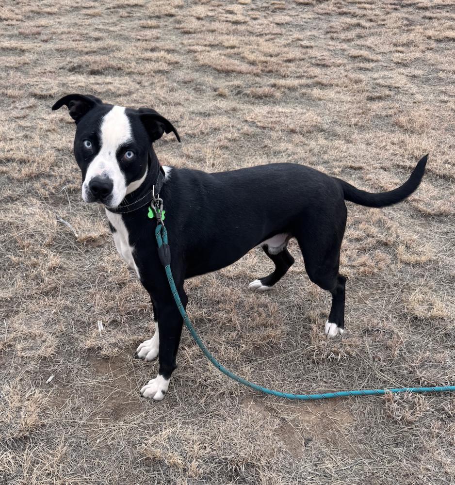 Enlarge Timber, a Adoptable mixed breed in Colorado Springs, CO image 1/6