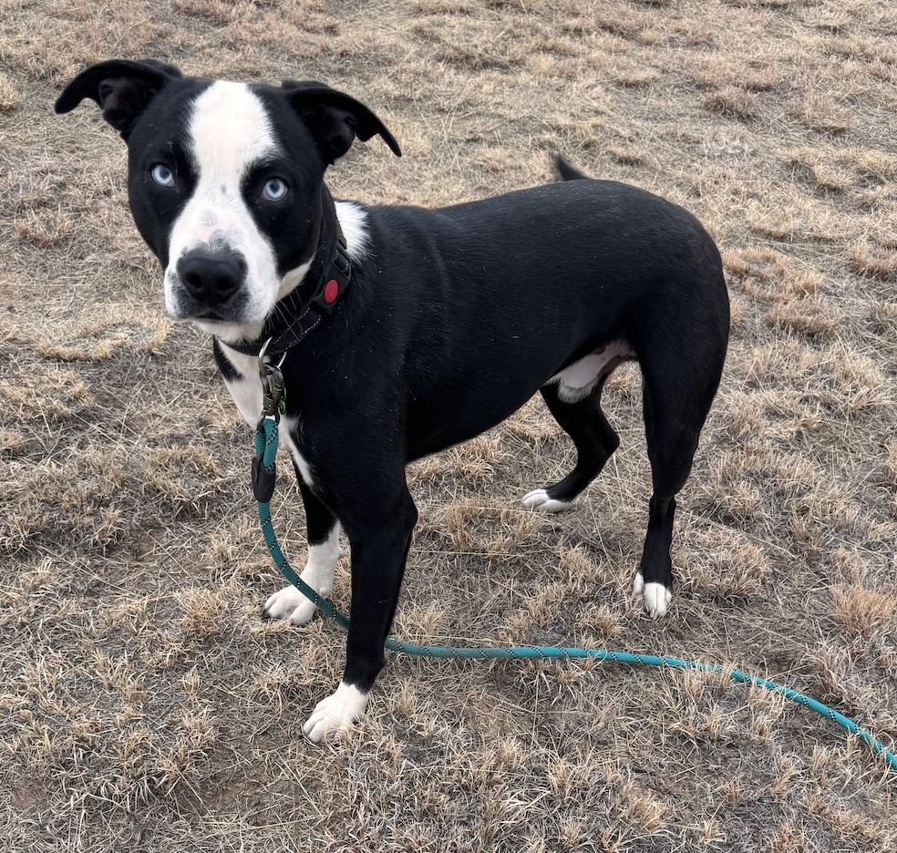 Enlarge Timber, a Adoptable mixed breed in Colorado Springs, CO image 2/6