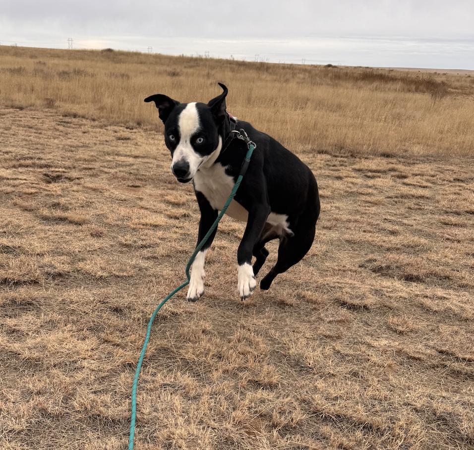 Enlarge Timber, a Adoptable mixed breed in Colorado Springs, CO image 3/6
