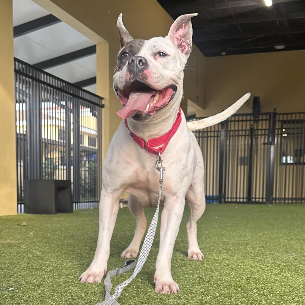 Mika, Adoptable, Adult Female Mixed Breed.