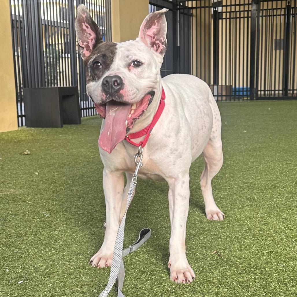 Enlarge Mika, a Adoptable Mixed Breed in West Palm Beach, FL image 2/6