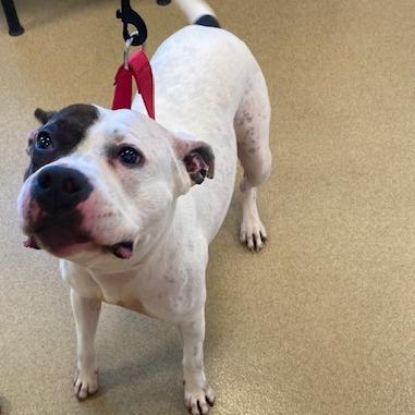 Enlarge Mika, a Adoptable Mixed Breed in West Palm Beach, FL image 3/6