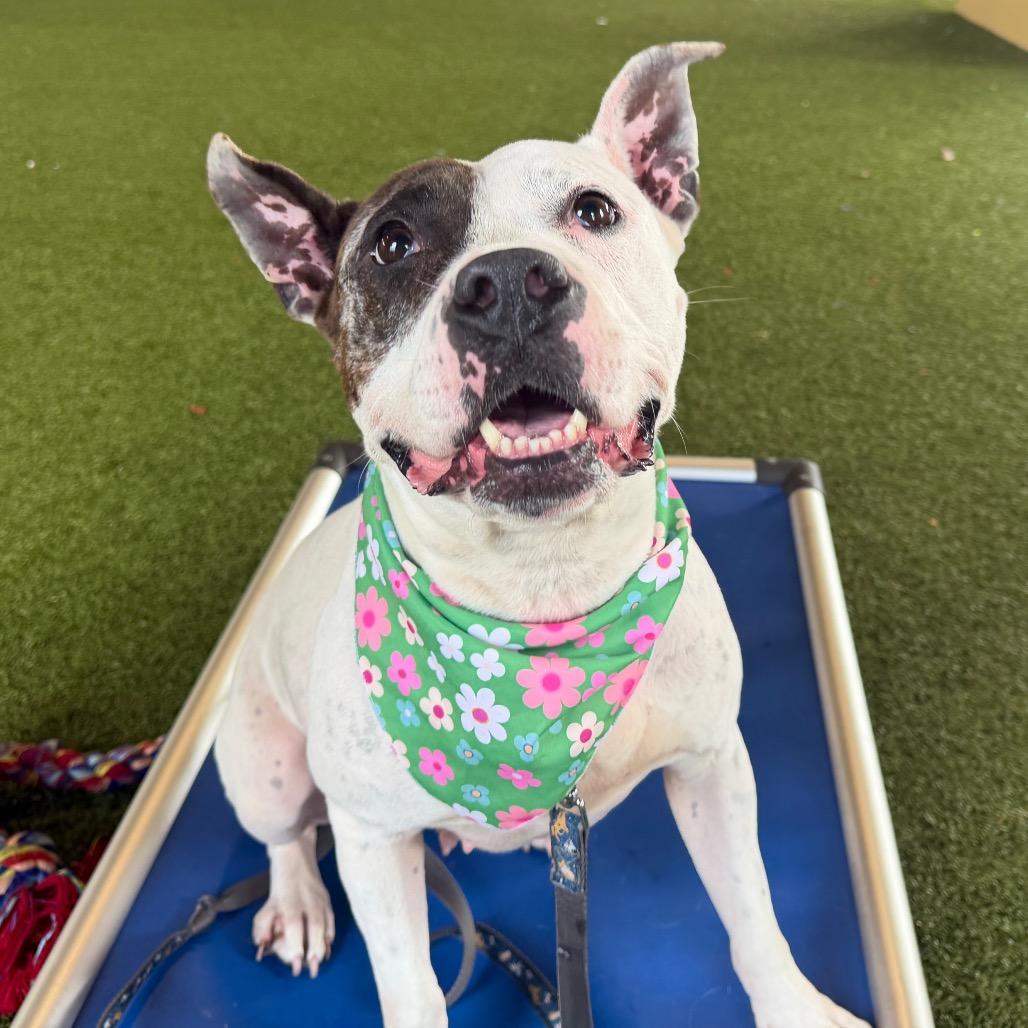 Mika, a Adoptable Mixed Breed in West Palm Beach, FL image 4/6