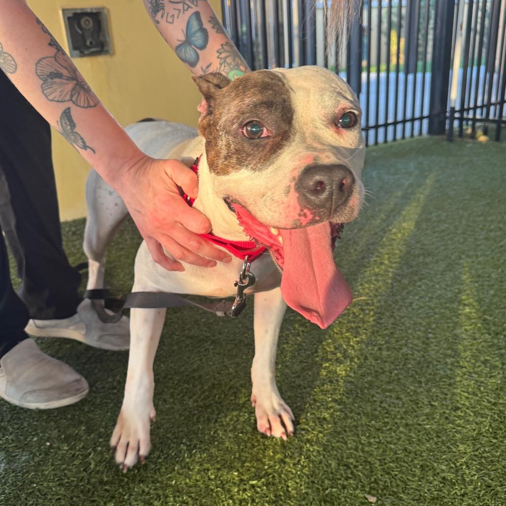 Enlarge Mika, a Adoptable Mixed Breed in West Palm Beach, FL image 4/6