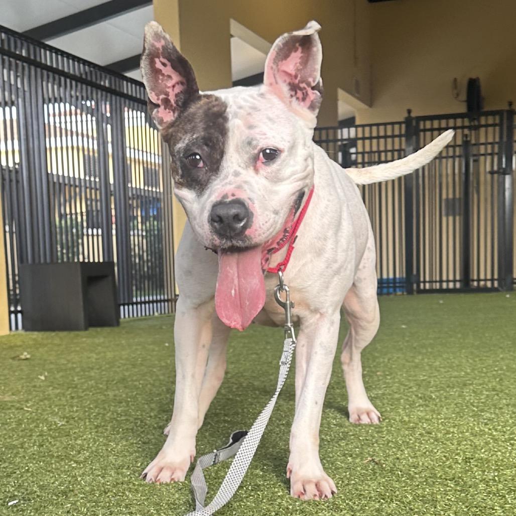 Enlarge Mika, a Adoptable Mixed Breed in West Palm Beach, FL image 5/6