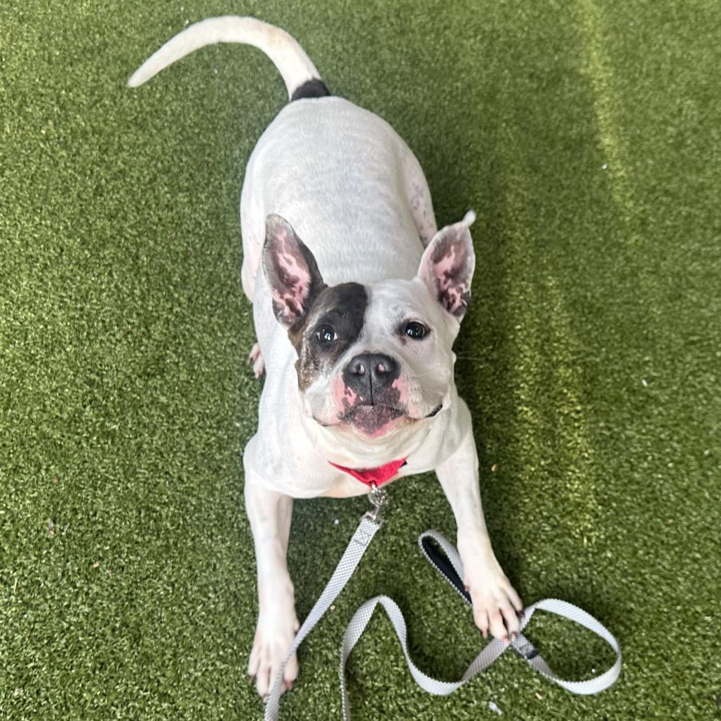 Enlarge Mika, a Adoptable Mixed Breed in West Palm Beach, FL image 6/6