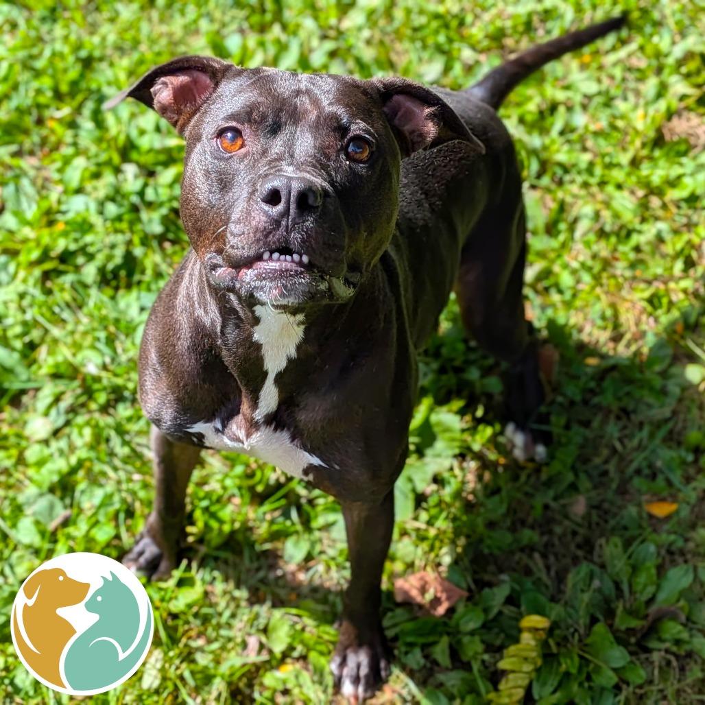 Penn Station, Adoptable, Adult Male Pit Bull Terrier.