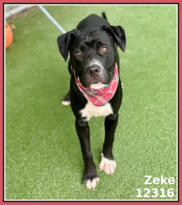 ZEKE