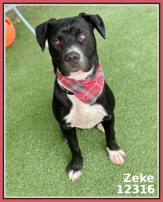 ZEKE