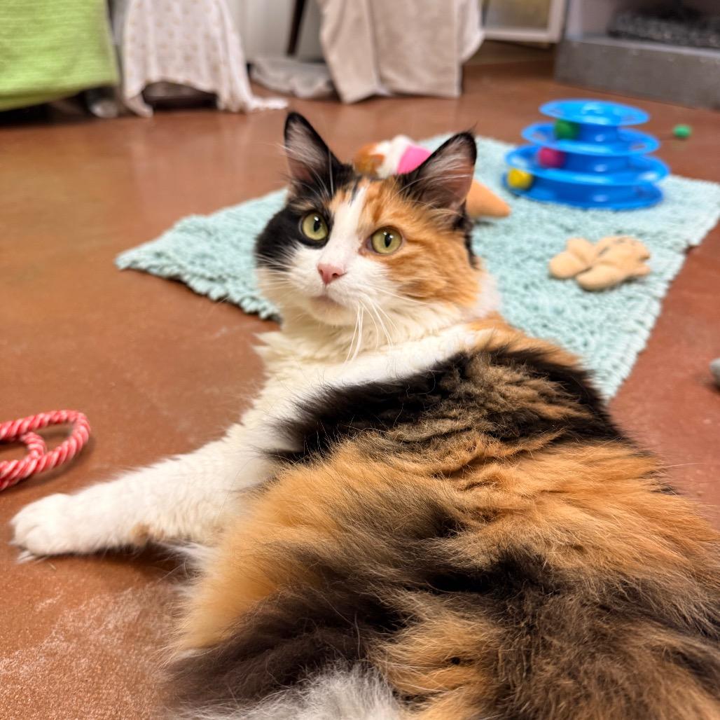 Mimi, Adoptable, Adult Female Domestic Long Hair.