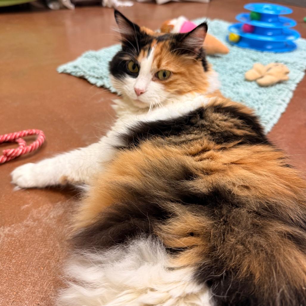 Enlarge Mimi, a Adoptable Domestic Long Hair in Santa Barbara, CA image 2/6