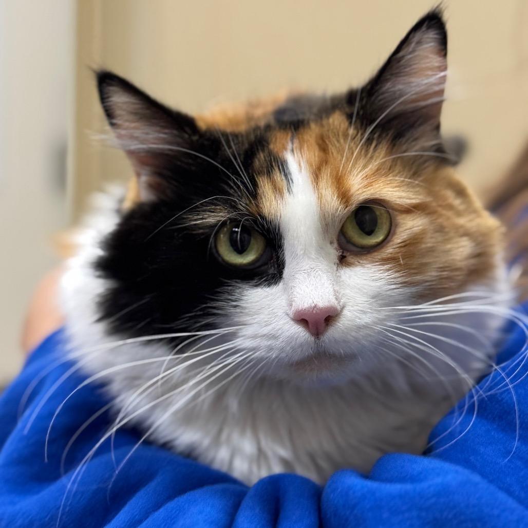 Enlarge Mimi, a Adoptable Domestic Long Hair in Santa Barbara, CA image 3/6