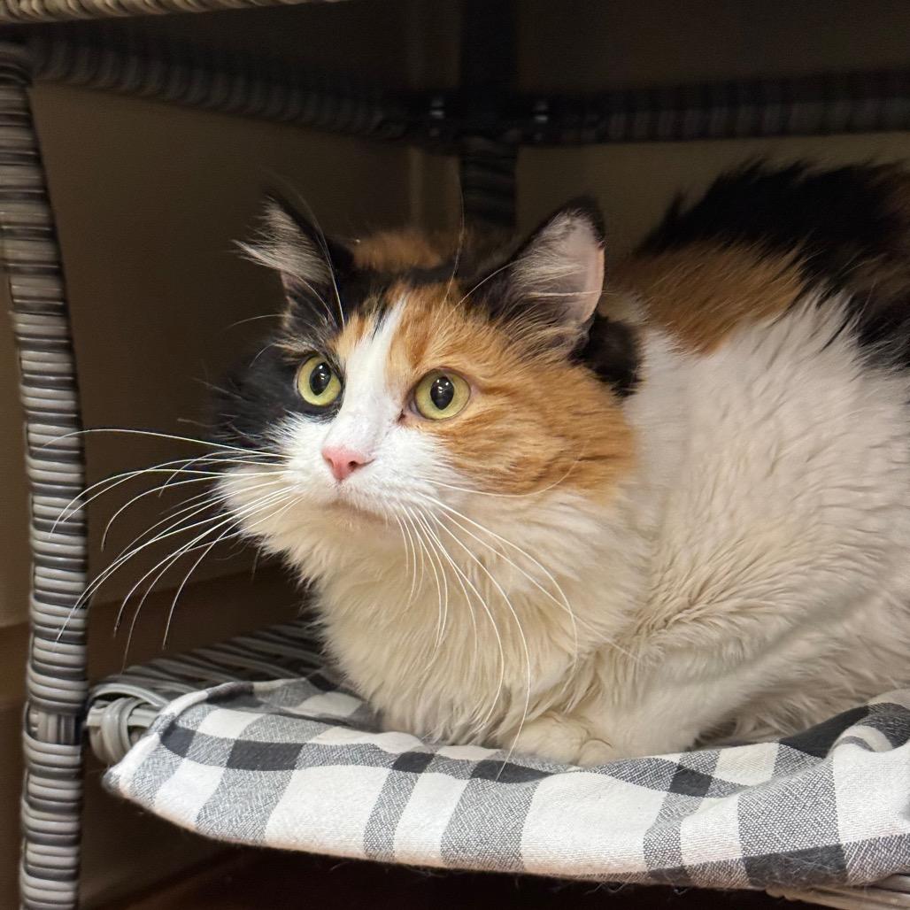 Enlarge Mimi, a Adoptable Domestic Long Hair in Santa Barbara, CA image 4/6