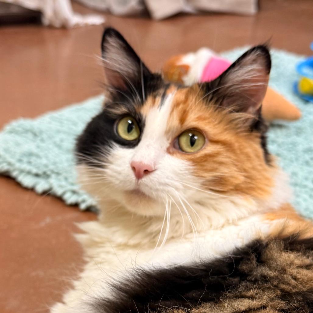 Enlarge Mimi, a Adoptable Domestic Long Hair in Santa Barbara, CA image 5/6