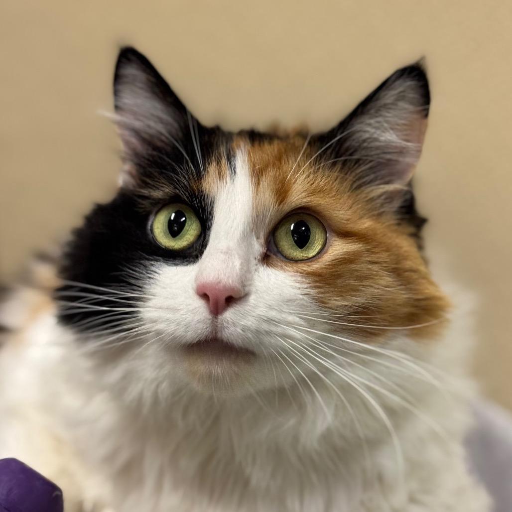 Enlarge Mimi, a Adoptable Domestic Long Hair in Santa Barbara, CA image 6/6