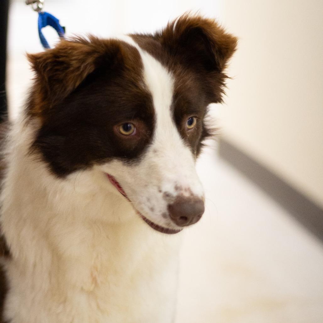 Enlarge Luna 22311, a Adoptable Australian Shepherd in Cumming, GA image 1/5