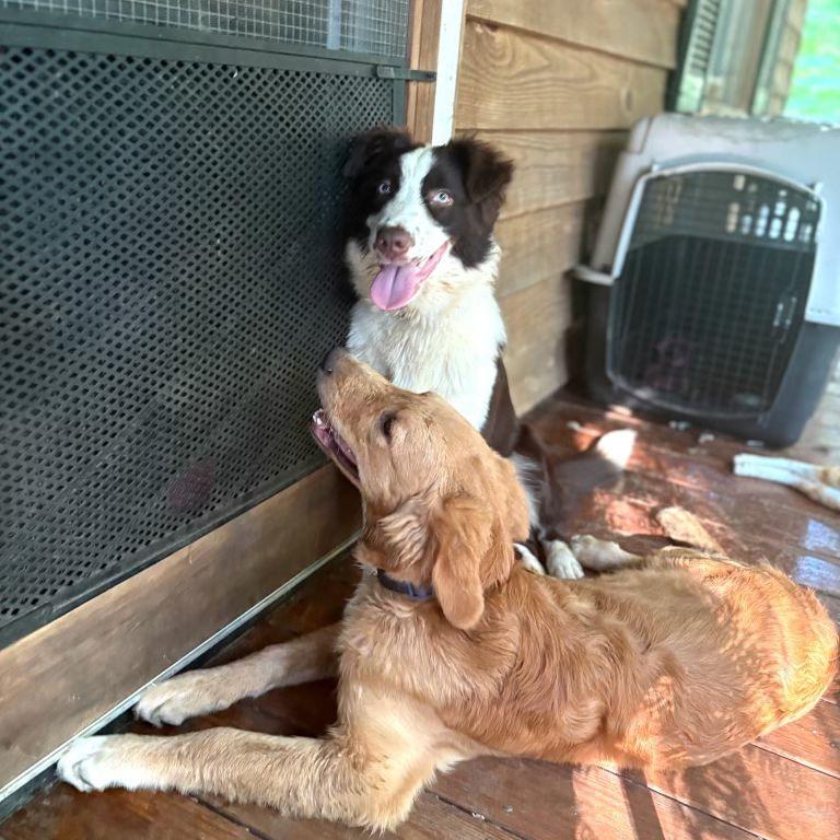 Enlarge Luna 22311, a Adoptable Australian Shepherd in Cumming, GA image 2/5