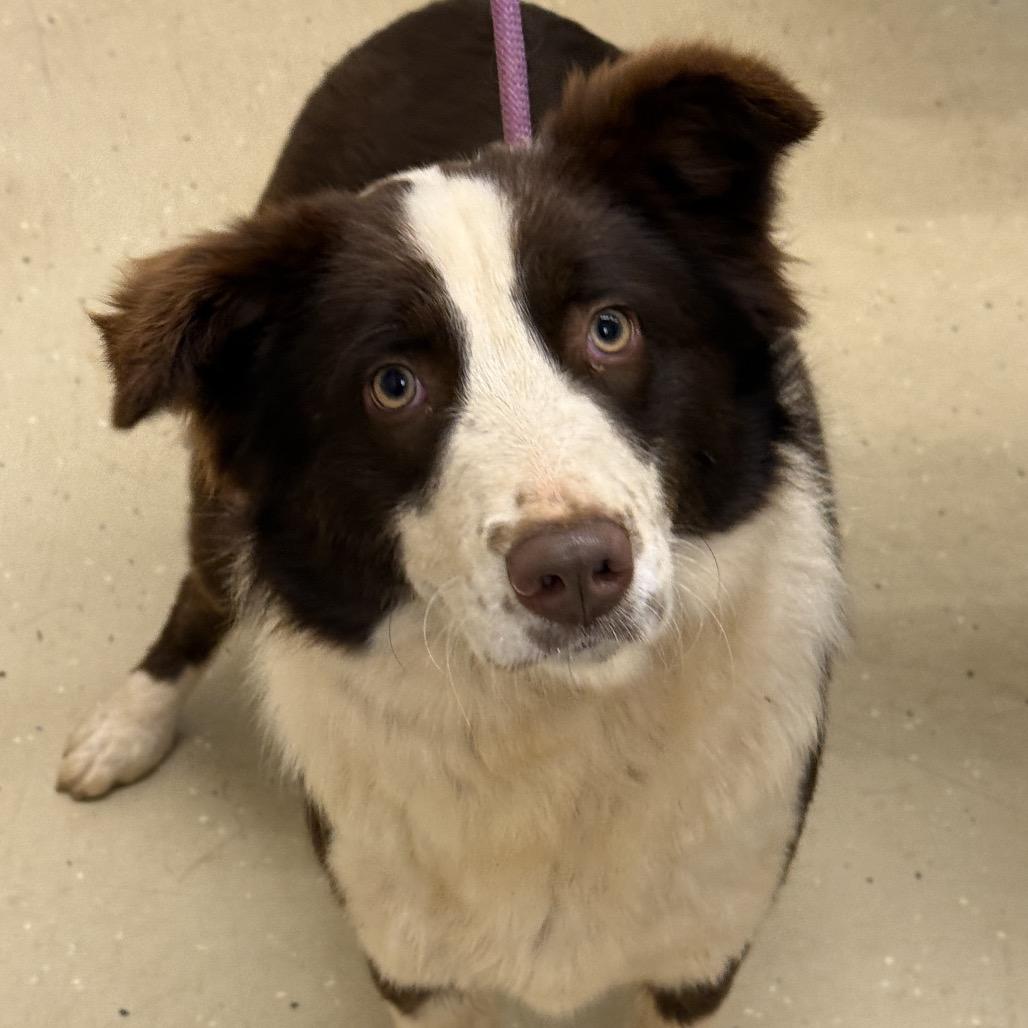 Enlarge Luna 22311, a Adoptable Australian Shepherd in Cumming, GA image 3/5