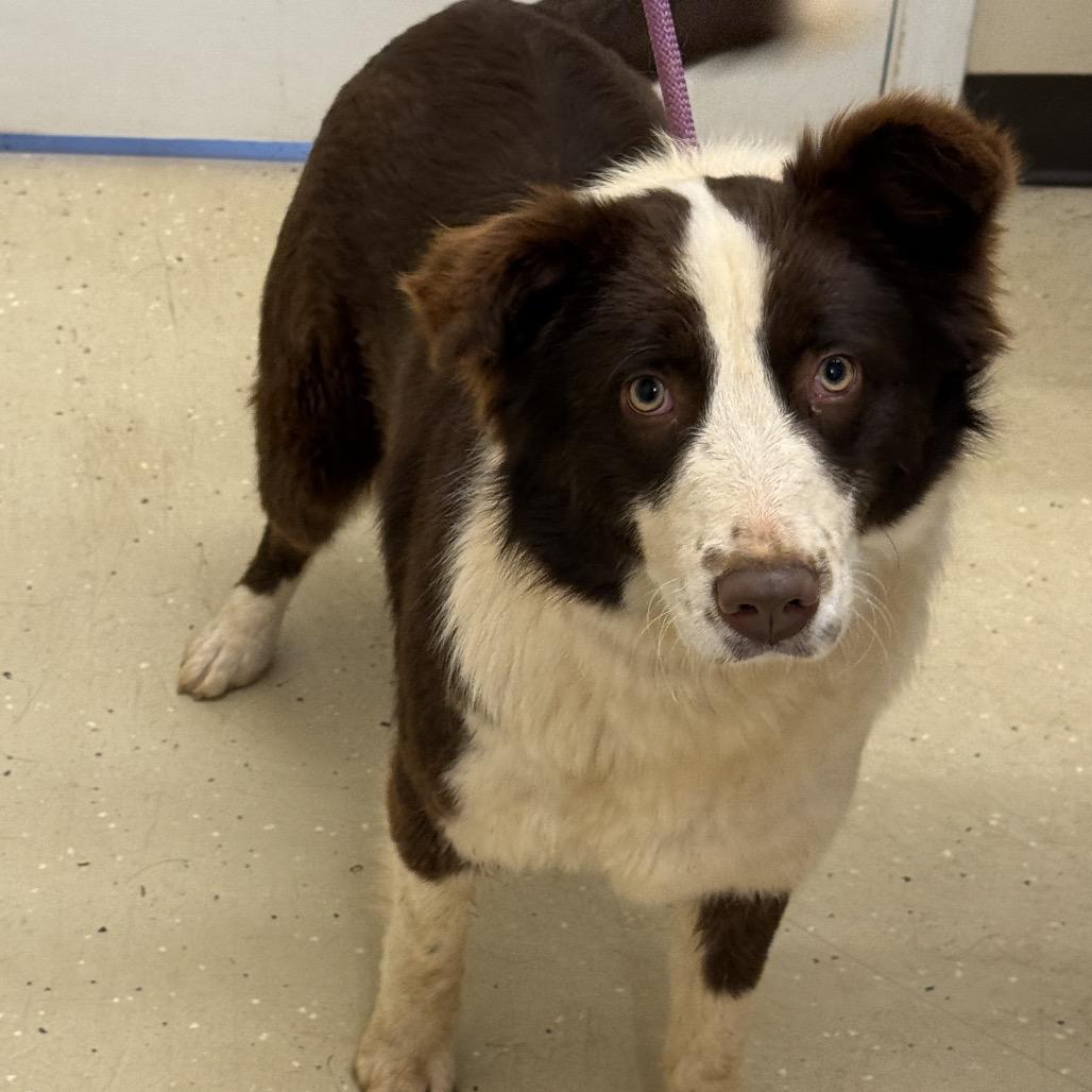 Enlarge Luna 22311, a Adoptable Australian Shepherd in Cumming, GA image 4/5