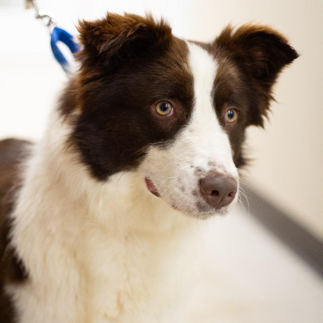 Enlarge Luna 22311, a Adoptable Australian Shepherd in Cumming, GA image 5/5
