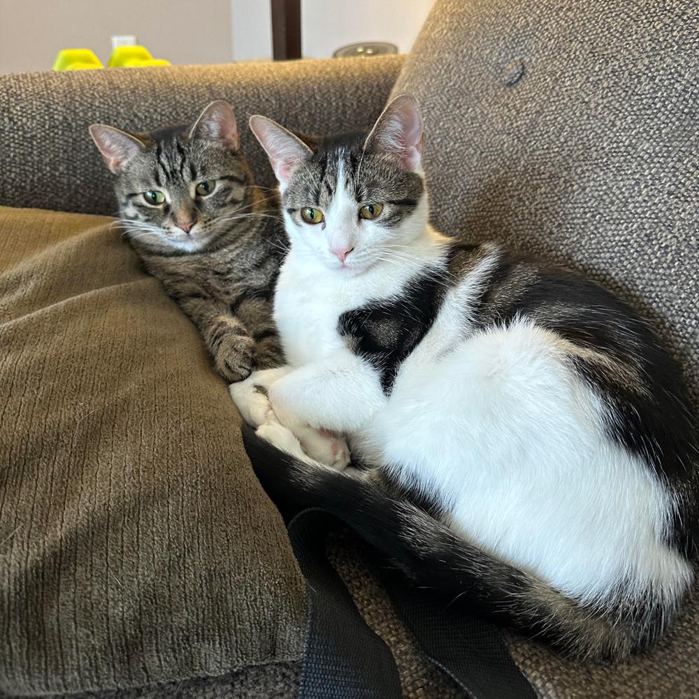 Mama Mia, Adoptable, Young Female Domestic Short Hair & Tabby.