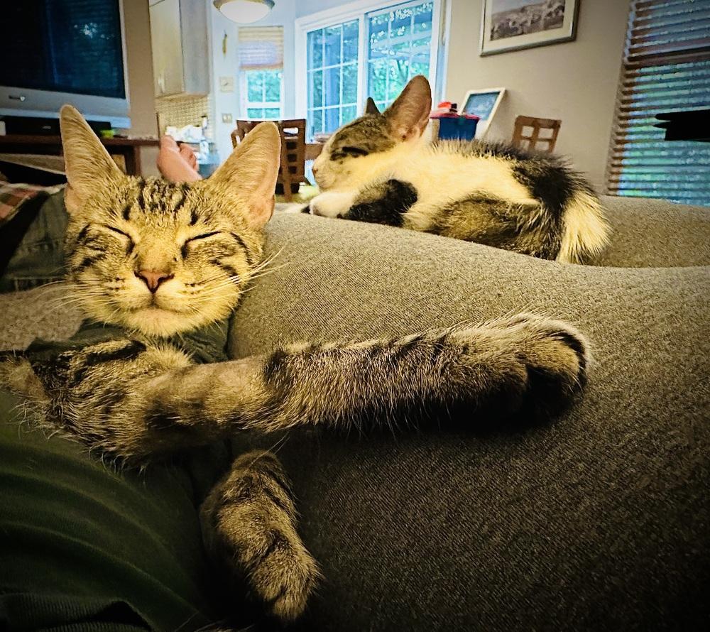 Enlarge Mama Mia, a Adoptable mixed breed in Cleveland, OH image 2/6