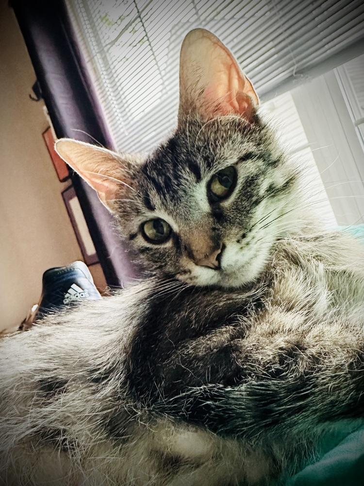 Enlarge Mama Mia, a Adoptable mixed breed in Cleveland, OH image 4/6