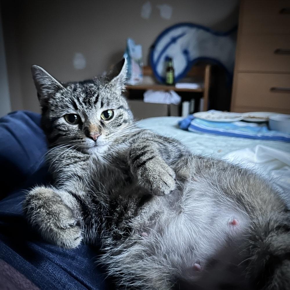 Enlarge Mama Mia, a Adoptable mixed breed in Cleveland, OH image 5/6