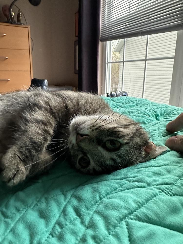 Enlarge Mama Mia, a Adoptable mixed breed in Cleveland, OH image 6/6