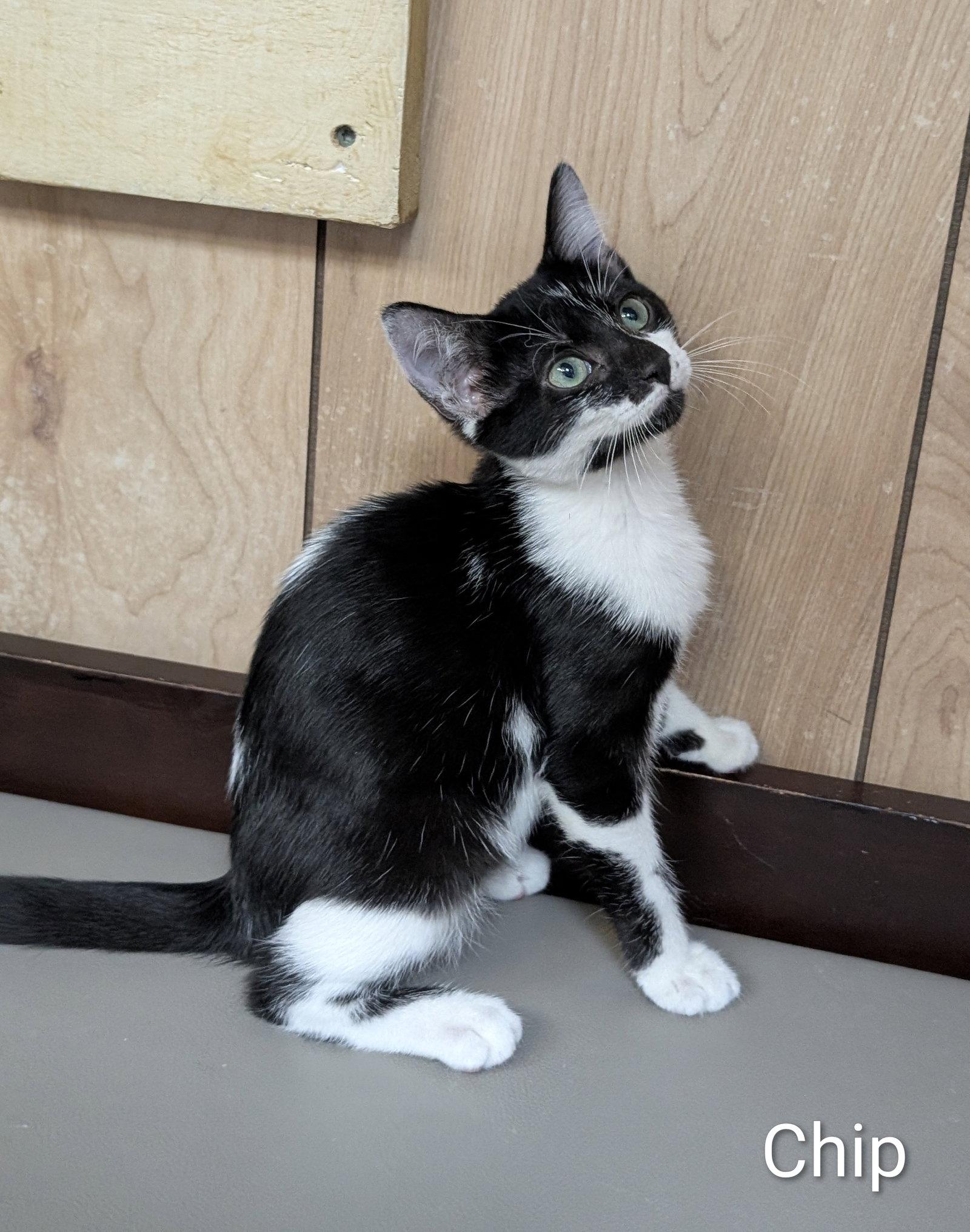 Enlarge Chip 6.1.26 (med waiver), a Adoptable Domestic Short Hair in Apopka, FL image 1/3